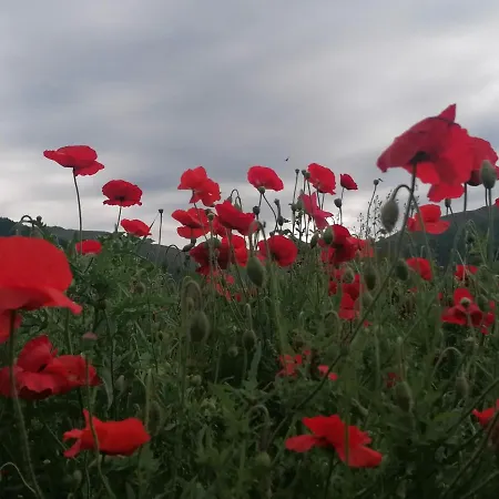 Alte Schule לינה וארוחת בוקר 3*