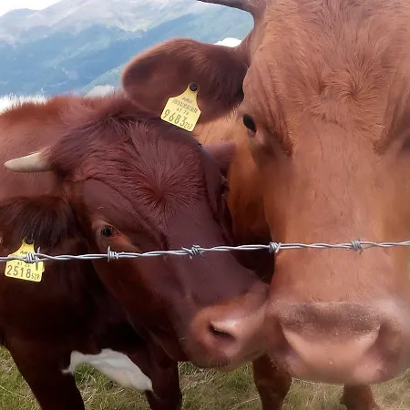 לינה וארוחת בוקר Alte Schule