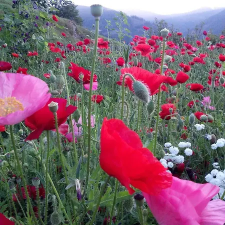 לינה וארוחת בוקר Alte Schule